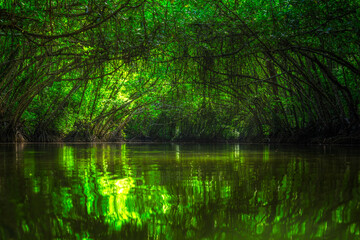 Obraz premium reflection of Mangrove trees in the lake