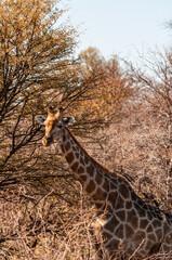 Closeup of the neck of an Angolan Giraffe - Giraffa giraffa angolensis- in Etosha national Park in Namibia.