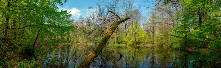 Panorama of forest lakes in spring, young leaves and freshly blossomed buds of trees and shrubs