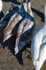 Obraz premium white swans feather in composition