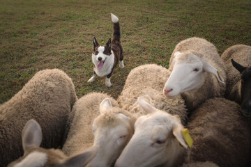 Cardigan welsh corgi dog gathers the sheep together	