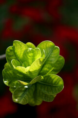 Leaves Tropical forest trees texture background wallpaper