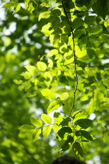 Leaves Tropical forest trees texture background wallpaper