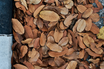 Thailand autumn footpath