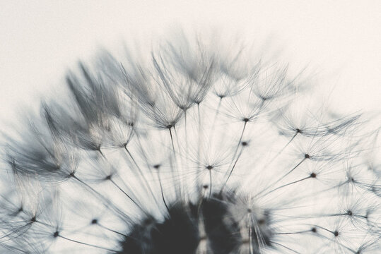 Macro dandelion black and white. Freedom to Wish. Dandelion silhouette fluffy flower on sunset sky. Seed macro closeup. Soft focus. Goodbye Summer. Hope and dreaming concept. Fragility. Springtime.