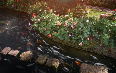 Koi fish in the garden pond.