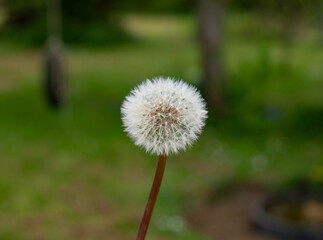 Spring flowers and a buds