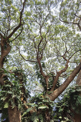 Landscape the big tree with nature background