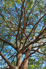 Landscape the big tree with nature background