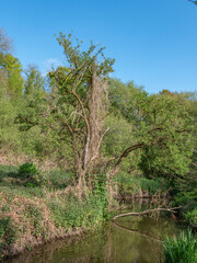 THE green nature of spring