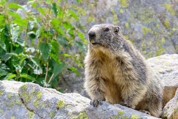 marmotte des alpes