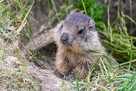marmotte des alpes