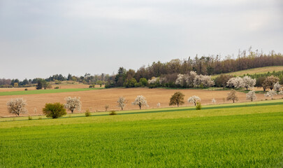 Obraz premium Spring landscape with green meadow and flowering trees