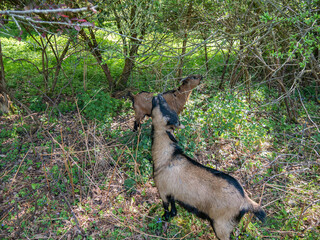 gourmet goats having la unch