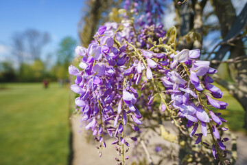 Close up view of wisteria flowers