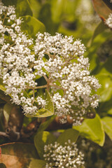 naturaleza flores cielo mesa pino verde blanco azul colores bicileta vela negro varita brujas anillos