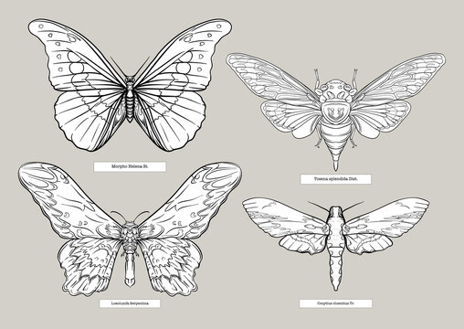 Set of insects: beetles, butterflies, moths, dragonflies. Etymologist's set. Clip art, set of elements for design Outline vector illustration