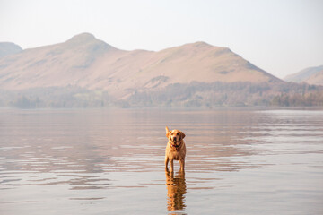 A pet fox red Labrador Retriever dog standing in water