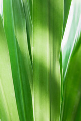 Green leaf texture on natural light background.