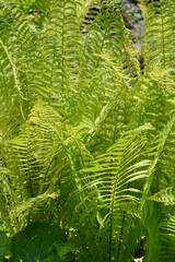 Ostrich fern