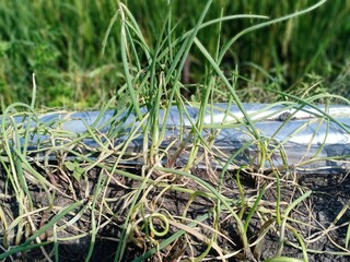 Plant of shallot (Allium cepa var. aggregatum
L)