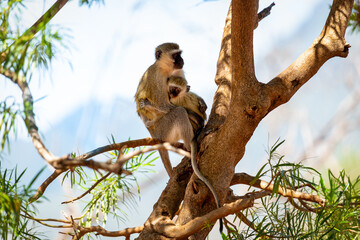 Monkey mother with baby sitting on a tree. Kenya