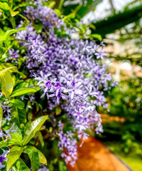 Collection of beautiful spring / summer flowers.