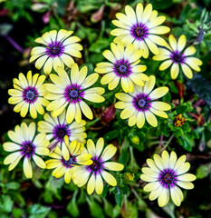 Fototapeta premium Collection of beautiful spring / summer flowers.