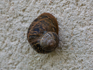 The small animals of nature