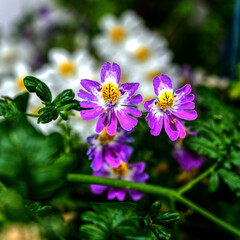 Fototapeta premium Collection of beautiful spring / summer flowers.