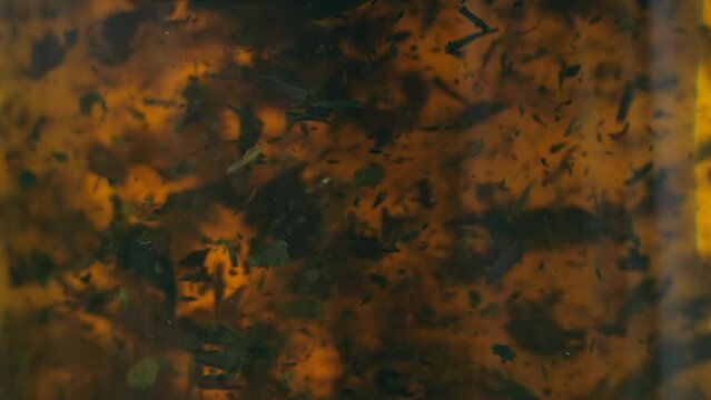 Close-up of brewing of herbal tea. Macro shot of tea leaves floating in boiling water in transparent glass tea pot. Tea ceremony. 