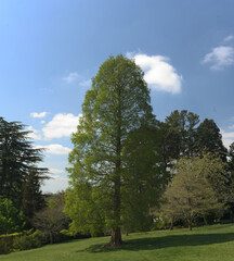 Beautiful tree in parkland with blue sky and fluffy clouds