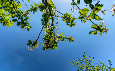 Looking through a hedgerow overhang at blue skies
