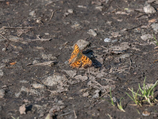 The small animals of nature