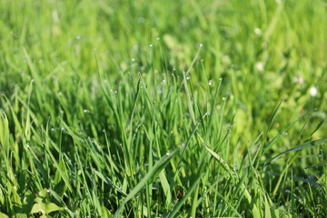 Fototapeta premium green grass background