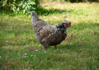 Gourmet hens peck at their lunch