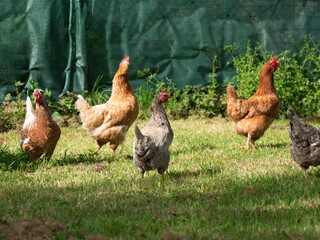 Gourmet hens peck at their lunch