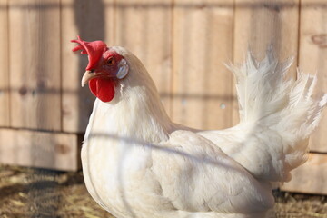Hen