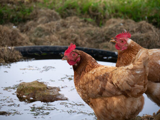 Gourmet hens peck at their lunch