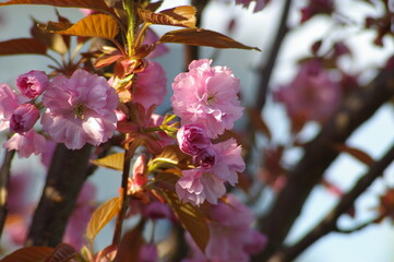 Wiosenne kwiaty drzew owocowych
