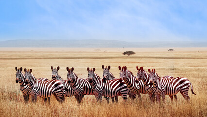 Group of wild zebras in the African savanna at blue sky with clouds. Wildlife of Africa. Tanzania. Serengeti national park. - obrazy, fototapety, plakaty