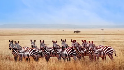 Foto op Canvas Groep wilde zebra& 39 s in de Afrikaanse savanne bij blauwe hemel met wolken. Dieren in het wild van Afrika. Tanzania. Serengeti nationaal park. © delbars
