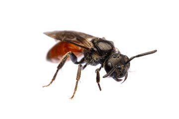 insects of europe - bees: diagonal front view of blood bee Specodes  (german Blutbiene)  isolated on white background with