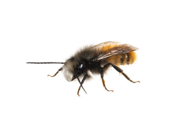 insects of europe - bees: front view of male Osmia cornuta European orchard bee (german Gehoernte Mauerbiene)  isolated on white background