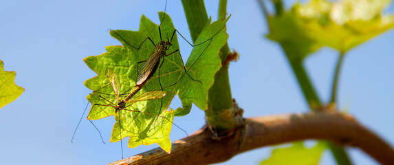 Insekten Reben 