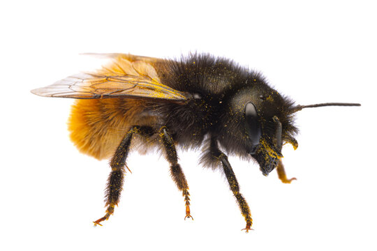 insects of europe - bees: macro side view of female Osmia cornuta European orchard bee (german Gehoernte Mauerbiene)  isolated on white background