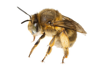 insects of europe - bees: macro of female Anthophora crinipes (Pelzbienen)  isolated on white background - side view