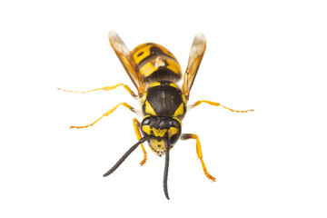 insects of europe - wasps: macro of Vespula germanica  german wasp european wasp  isolated on white background - 502332271