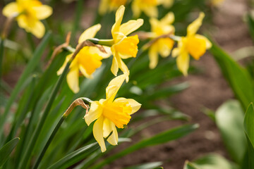 Fototapeta premium Bright blooming narcissus in the flowerbed. Narcissus background
