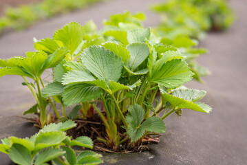 Close-up shot of a big bush of strawberry on the farm. Strawberry beginning to grow in Spring